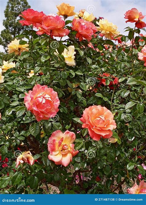 Orange and Yellow Roses Blooming on a Bush Stock Photo - Image of ...