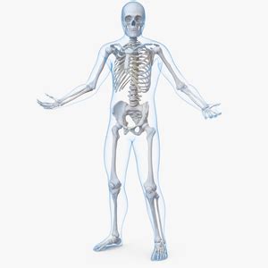 3D skeletal system Models for Your Projects | 3D Molier International ...