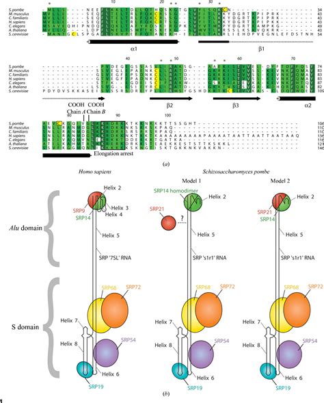 Figure 1 from Structure of SRP 14 from the Schizosaccharomyces pombe ...