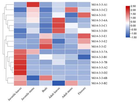 Genome-Wide Identification and Expression Analysis of the 14-3-3 Gene ...