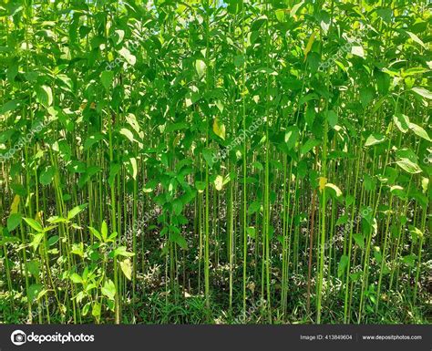 What Is A Jute Plant at Georgia Challis blog