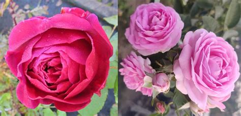 PAZARIO Combo Pack of Live Pink Desi Rose Plant and Red Desi Rose Plant ...