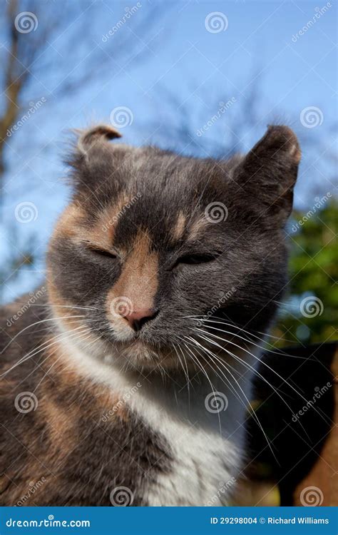 Feline aural haematoma. stock photo. Image of haematoma - 29298004