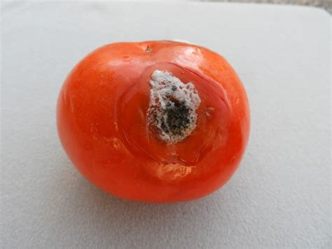 The Ultimate Guide: How to Make Tomato Plants Grow Faster – Abana Homes