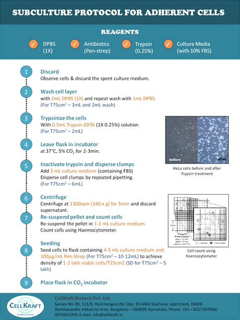 Subculture Protocol for Adherent Cells - CELLKRAFT BIOTECH PVT. LTD.