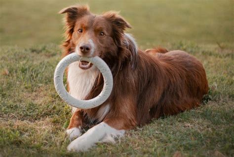 Image result for Drooling Dogs