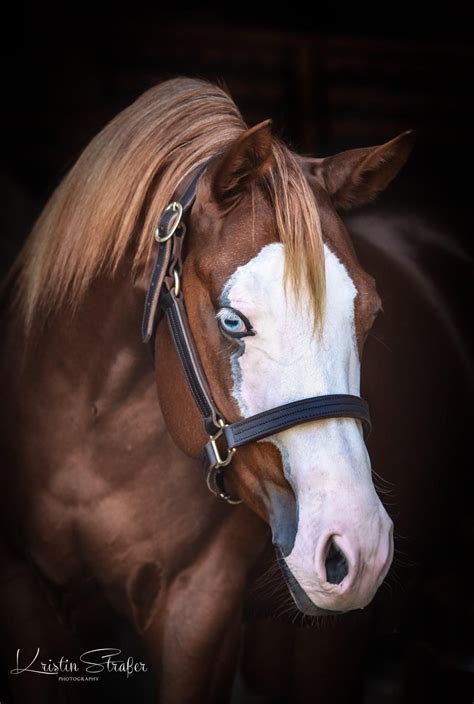 American quarter horses – Artofit