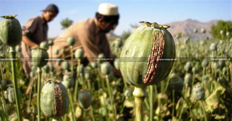 Ministry of Finance notifies Annual Licensing Policy for Cultivation of ...