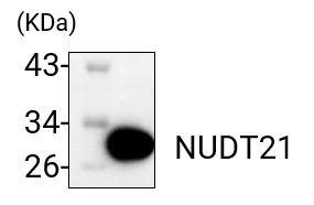 NUDT21 antibody (10322-1-AP) | Proteintech