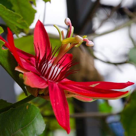 Red Passion Flowers
