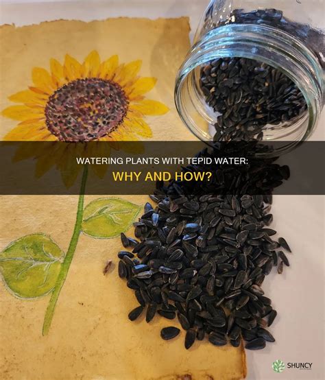 Watering Plants With Tepid Water: Why And How? | ShunCy