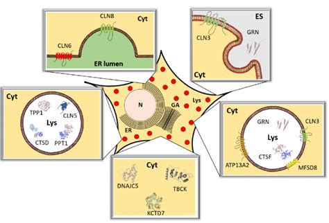 Dynamic Cellular Localization Chart 的图像结果