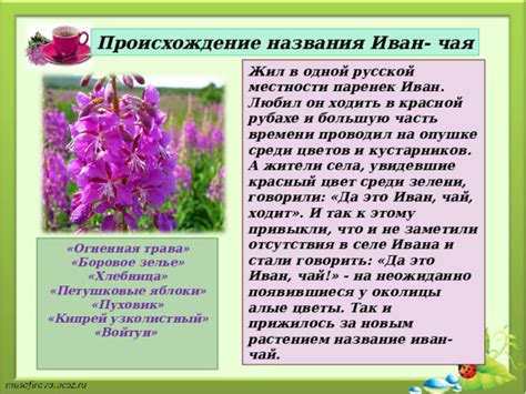 Чудо растение - Иван-чай. Исследовательская работа. Презентация.