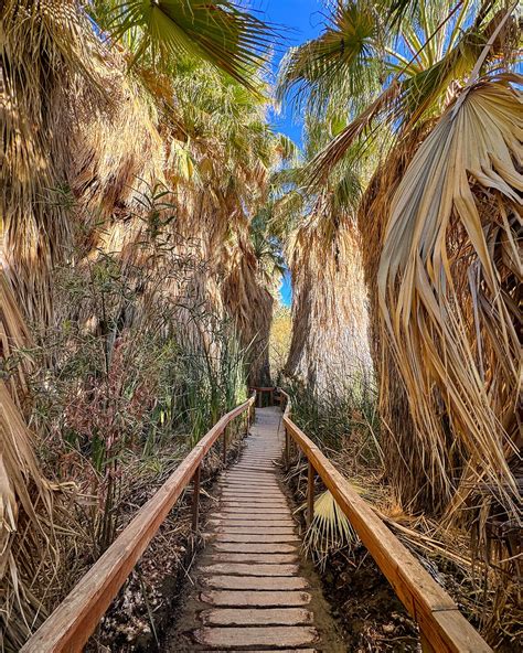 thousand palms oasis preserve desert hot springs - Le Wild Explorer
