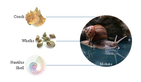 D'source Introduction | Seashell Craft - Panaji, Goa | D'Source Digital ...