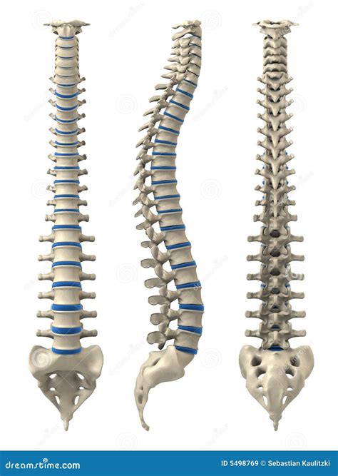 Image result for Backbone System