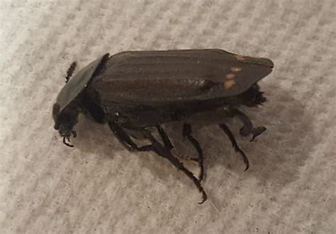 Image result for Bug Kitchen