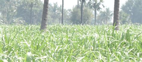 KANCHI | Farmers Digital Benefit Programs in Rural Areas, Digital ...