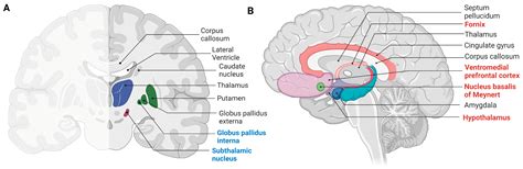 Nucleus Basalis Of Meynert Cross Section