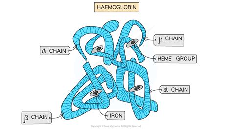 Image result for Complex Structure of Haemoglobin