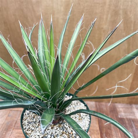 Yucca baccata【ユッカ・バッカタ・実生】 | RIMO'S GREEN 【Saboten & Succulent】