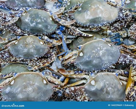Blue Crabs Displayed for Sale. Close-up View of Shellfish, the Day& X27 ...