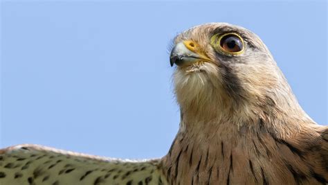 Sounds of Dying Prey 的图像结果