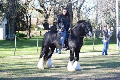 MAGICAL RANCH GYPSY VANNERS (2026) All You Need to Know BEFORE You Go ...