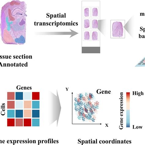 Image result for Spatial Transcriptomics Methods