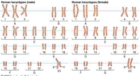 NCERT Solutions Class 11 Biology Chapter 10 - Cell Cycle and Cell Division