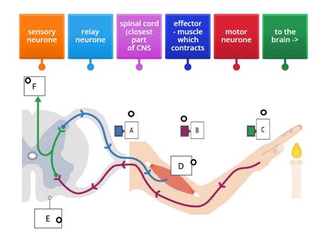 Image result for Reflex Arc Example