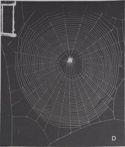 Quantitative Analysis of Orb Web Patterns in Four Species of Spiders Behavior Genetics