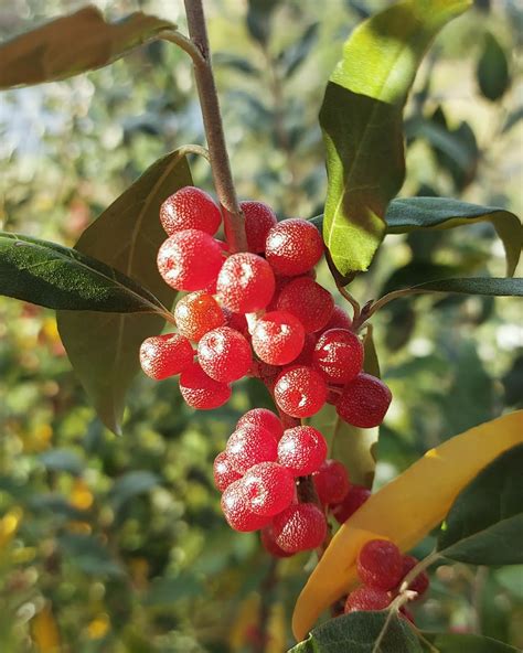 Pete | Foraging Guide on Instagram: "Autumn olive (Elaeagnus umbellata ...