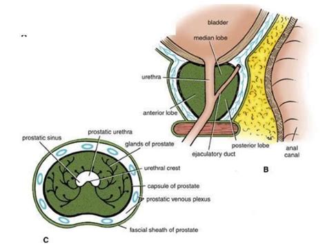Image result for Thyroid Disease Classification Using Meachine Learning Algorithms