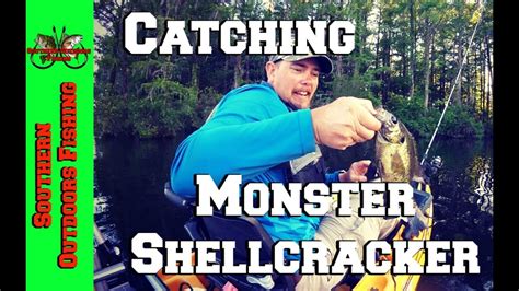 Image result for How to Catch Shellcrackers