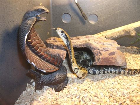 Eastern False Water Cobra and viv in East Yorkshire - Reptile Forums