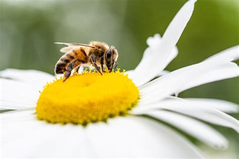 Images Of Types Of Bees Types Of Bees – Beevive