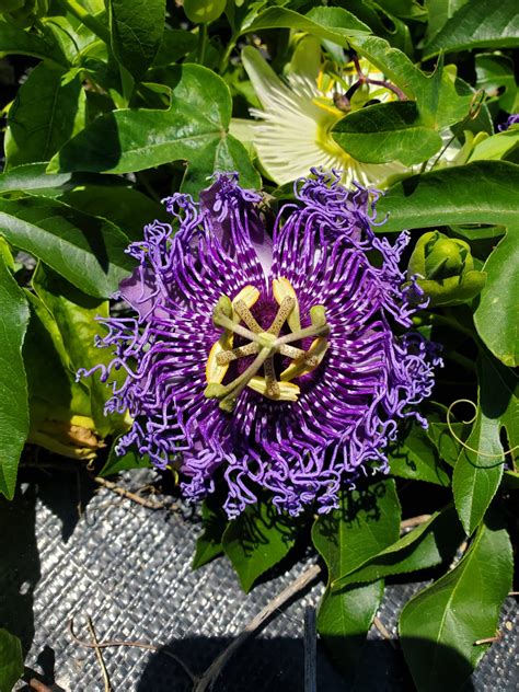 Purple Passion Fruit Vine
