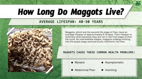 Maggot Lifespan: How Long Do Maggots Live? - A-Z Animals