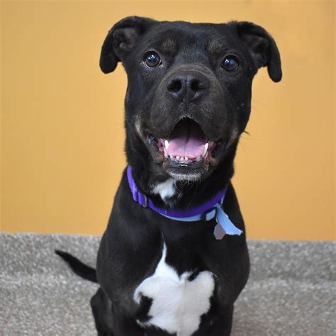 Boxer and Lab Mix 的图像结果