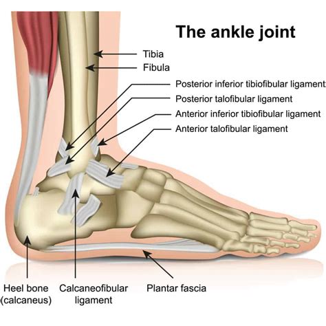 Basics of Anatomy: Ankle Joint - Moushu's Pilates