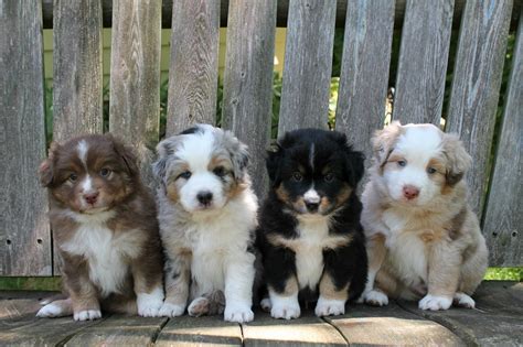 Impression dogs - Mini Aussie puppies WITH tails in Michigan