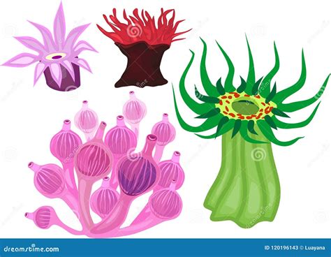 Set of Different Species of Sea Anemones on White Background Stock ...