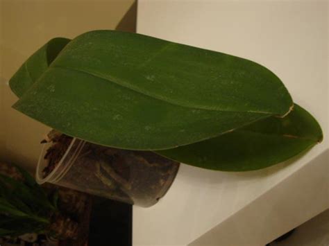 Phalaenopsis - Page 67 - agaclar.net