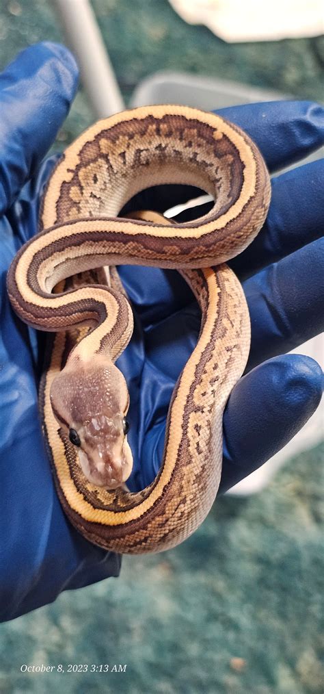 Image result for Purple Python Snake