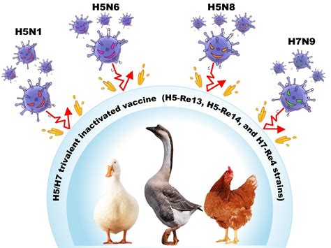 中国的免疫策略应对全球暴发的H5禽流感成效显著-综合动态-中国农业科学院哈尔滨兽医研究所