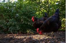 galline da cortile due galline graffiano nel cortile immagine stock galline da cortile due galline graffiano nel cortile immagine stock