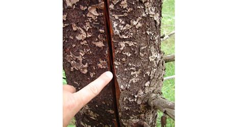 Image result for Trees Explode Cold