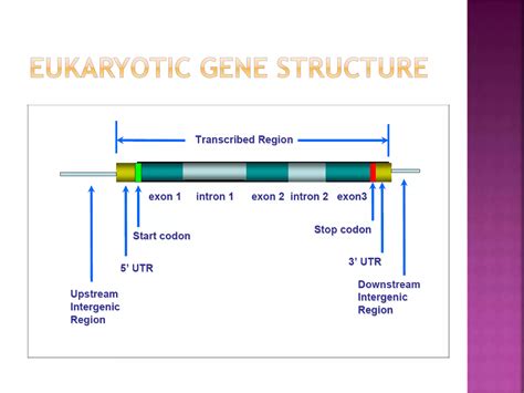 Eukaryotic Gene Structure Ppt