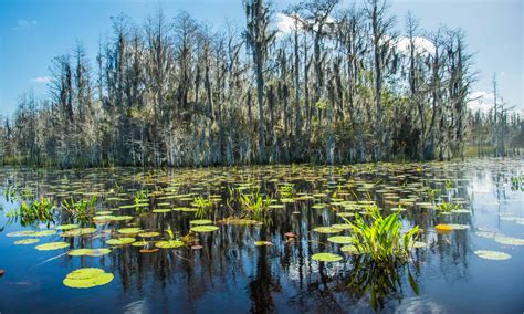 Discover The 5 Largest Swamps In The United States - A-Z Animals